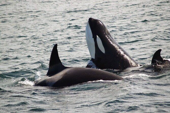 Victoria Shore Excursion: Whale-Watching Cruise with Expert Naturalist Guides - Stop 2: The British Columbia Sailing Portion and Better Viewing Moments