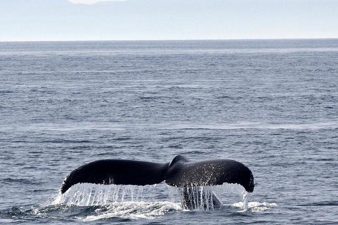 Victoria Shore Excursion: Whale-Watching Cruise with Expert Naturalist Guides - What You’re Most Likely to See: Orcas, Humpbacks, Seals, and Friends
