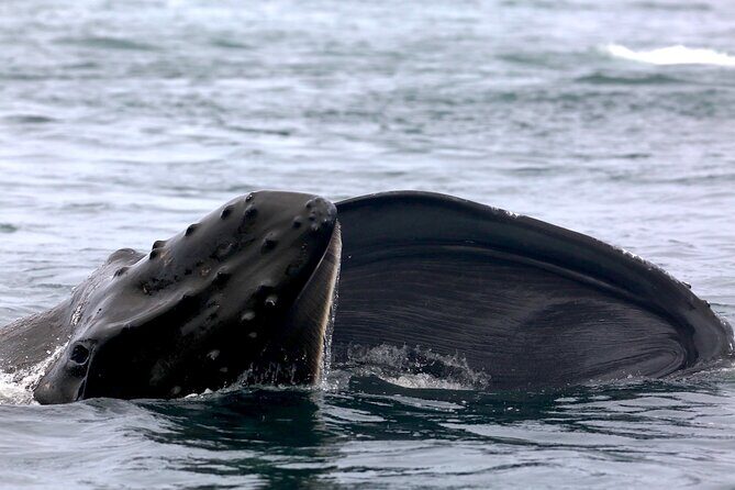 Victoria Shore Excursion: Whale-Watching Cruise with Expert Naturalist Guides - The Naturalist Guides: Fast Explanations You Can Use Immediately