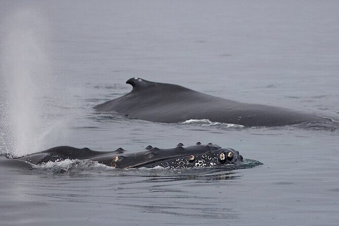 Victoria Shore Excursion: Whale-Watching Cruise with Expert Naturalist Guides - Price and Value: Is $133.71 Worth It?