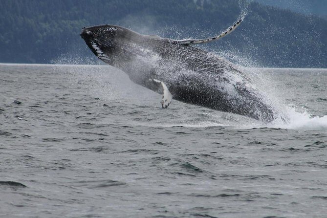 Victoria Shore Excursion: Whale-Watching Cruise with Expert Naturalist Guides - The Boat Experience: Fast, Stable, and Made for Whale Viewing
