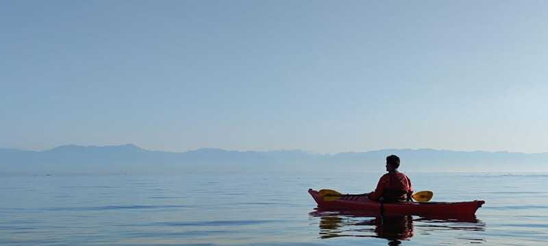 Victoria: Sunset Kayak Tour - Wildlife spotting right off downtown: birds and marine mammals
