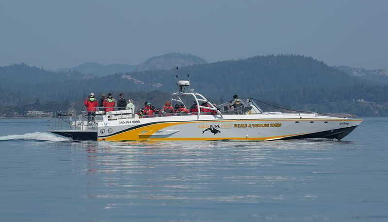 Victoria: Sunset Whale Watching Tour on an Open Scarab Boat - The open Scarab boat setup: close to the water, not miserable in the wind