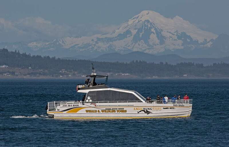 Victoria: Sunset Whale Watching Tour on Semi-Covered Boat - Key things I’d look forward to