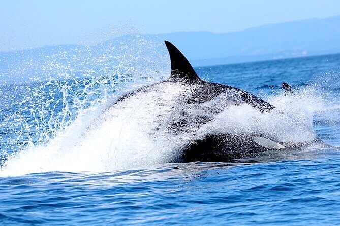 Victoria Ultimate Marine Whale & Wildlife Tour - Key things to know before you go