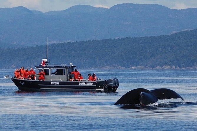Victoria Ultimate Marine Whale & Wildlife Tour - Why Victoria whale watching is a Salish Sea game plan