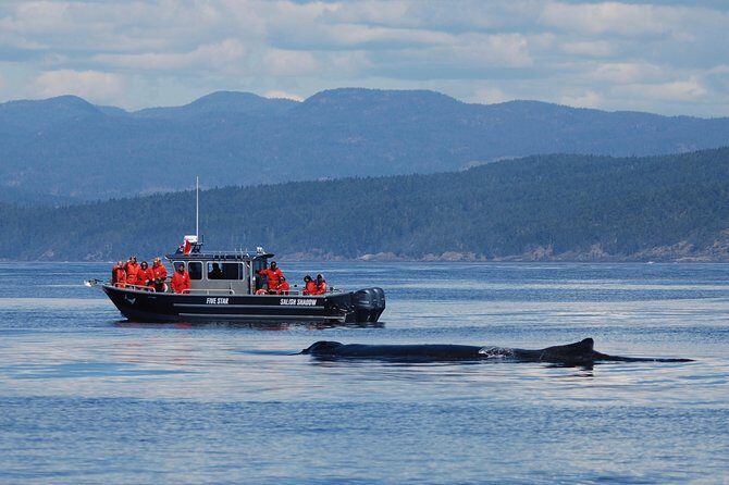 Victoria Ultimate Marine Whale & Wildlife Tour - How the 3-hour route works when whales move