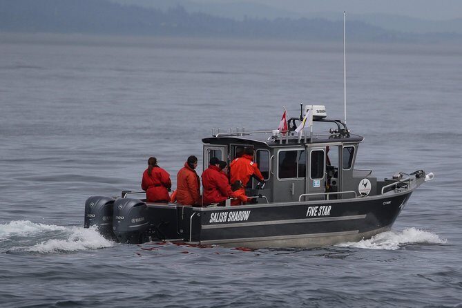 Victoria Ultimate Marine Whale & Wildlife Tour - What animals you can realistically hope to see