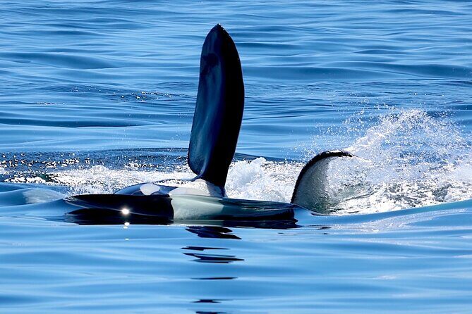 Victoria Ultimate Marine Whale & Wildlife Tour - Live commentary: learning enough to spot whale behavior