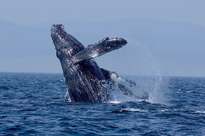 Victoria Ultimate Marine Whale & Wildlife Tour - The human factor: crew teamwork and names you might hear