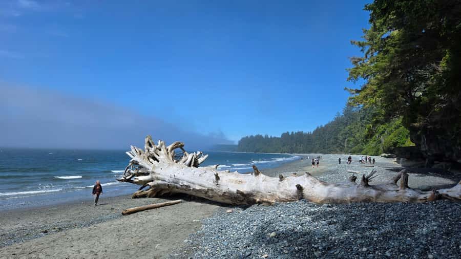 Victoria West Coast Wildlife, Old Growth and Waterfalls - Price and logistics: what $219 buys you (and how to plan around it)