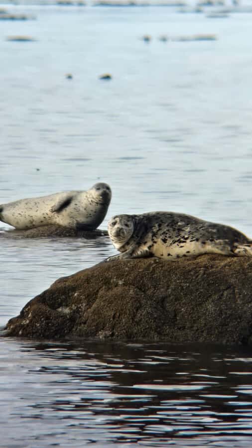 Victoria West Coast Wildlife, Old Growth and Waterfalls - What to pack for rainforest hiking and shore exploration