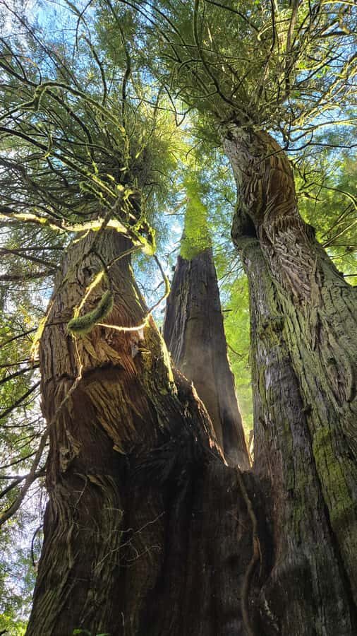 Victoria West Coast Wildlife, Old Growth and Waterfalls - Who this tour suits best (and who should think twice)