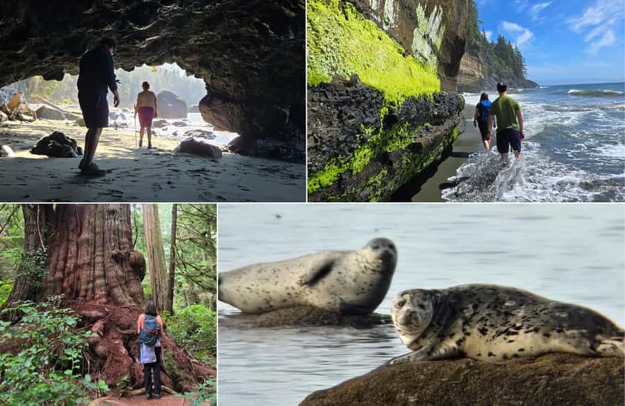 Victoria West Coast Wildlife, Old Growth and Waterfalls - Jurassic Grove: walking among cedar giants that take your breath away