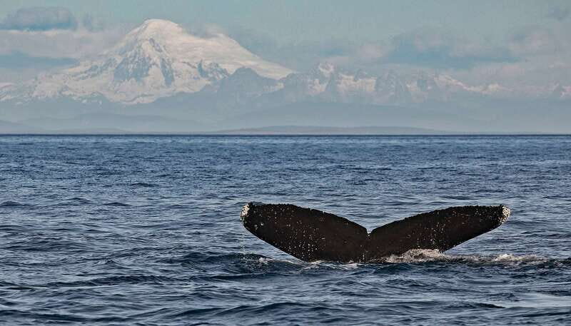 Victoria: Whale and Wildlife Semi-Covered Boating Tour - Boarding at 1 Dallas Rd: semi-covered comfort for real weather