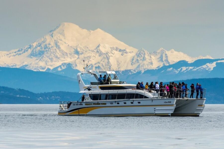 Victoria: Whale and Wildlife Semi-Covered Boating Tour - Price and value: $136 for a 4-hour wildlife-focused catamaran tour