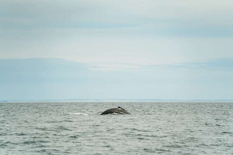 Victoria: Whale Watching Adventure in a Zodiac Boat - Key things to know before you go