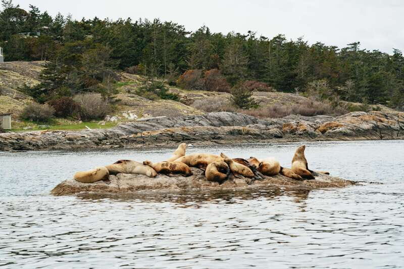 Victoria: Whale Watching Adventure in a Zodiac Boat - How the Transport Canada skipper finds whales (and keeps you engaged)