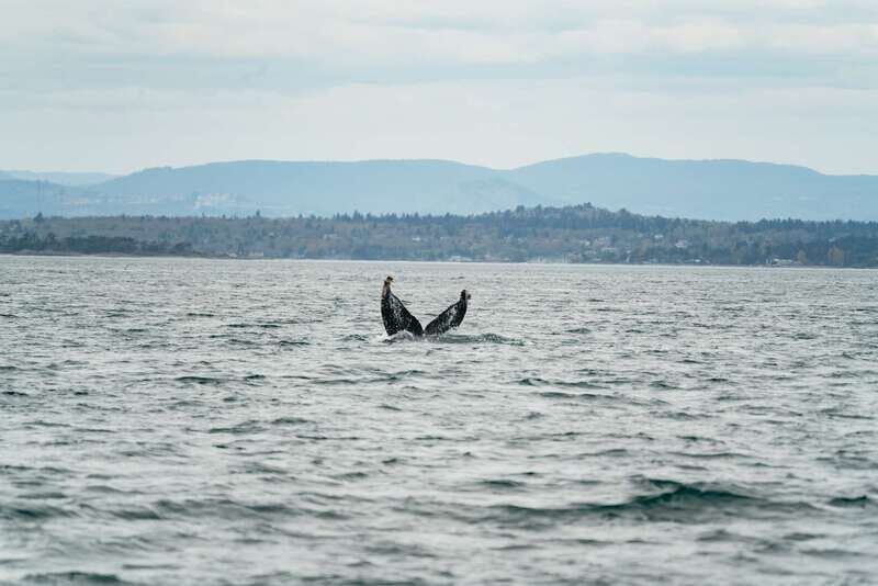 Victoria: Whale Watching Adventure in a Zodiac Boat - The 3-hour flow: suits on, Zodiac out, tea on return