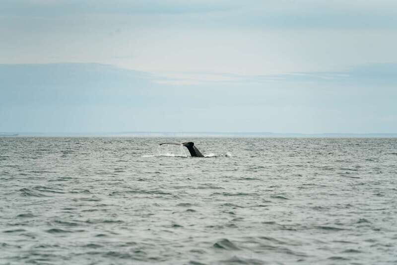 Victoria: Whale Watching Adventure in a Zodiac Boat - Comfort on a small boat: suits, spray, and who should reconsider