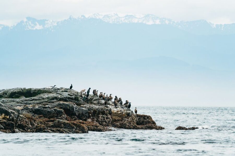 Victoria: Whale Watching Adventure in a Zodiac Boat - The bottom line: should you book this Victoria whale-watching tour?