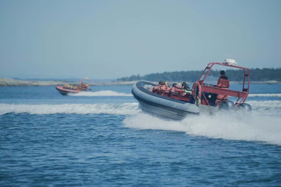 Victoria: Whale Watching Marine Wildlife Excursion Zodiac - Should You Book This Victoria Winter Zodiac Whale Watch?