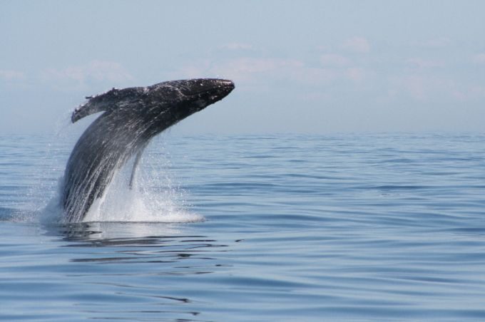 Victoria: Whale Watching Marine Wildlife Excursion Zodiac - Your Price, Value, and the Conservation Fee Behind It