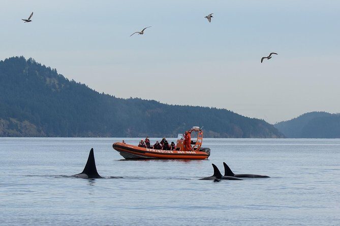 Victoria Whale Watching Tour by Zodiac - Key points to know before you go