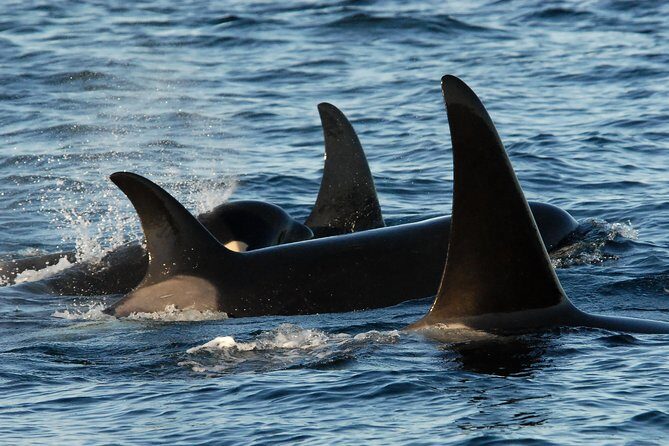 Victoria Whale Watching Tour by Zodiac - Where the tour starts: 1119 Wharf Street and dockside suit-up