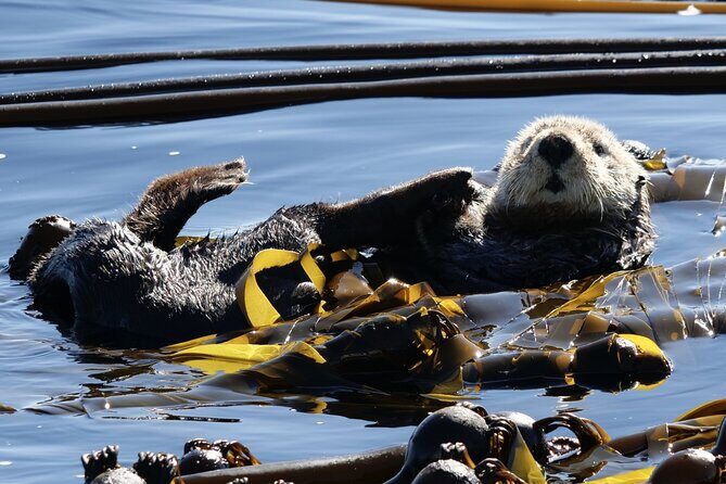 Victoria Whale Watching Tour by Zodiac - What whales you can expect: orcas, humpbacks, and seasonal possibilities