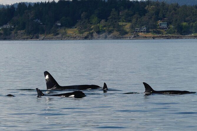 Victoria Whale Watching Tour by Zodiac - The naturalist guide effect: what you learn while you watch