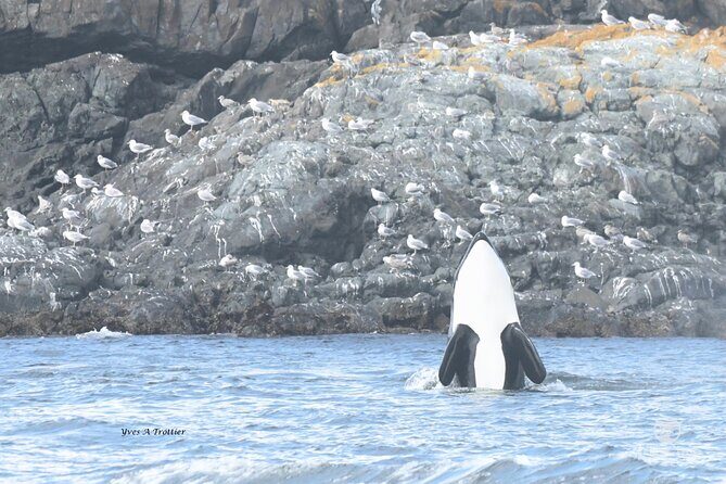 Victoria Whale Watching Tour by Zodiac - How the 3 hours plays out (and why picking your departure time helps)