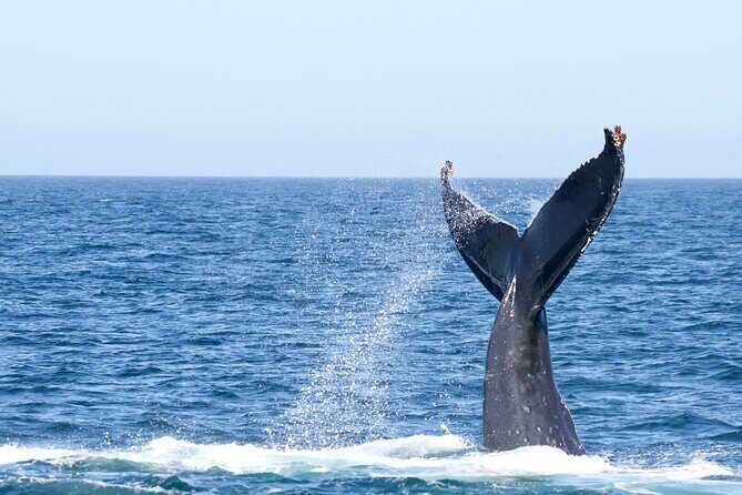 Victoria Whale Watching Tour by Zodiac - Price and value: is $111.91 worth it for a Zodiac whale watch?