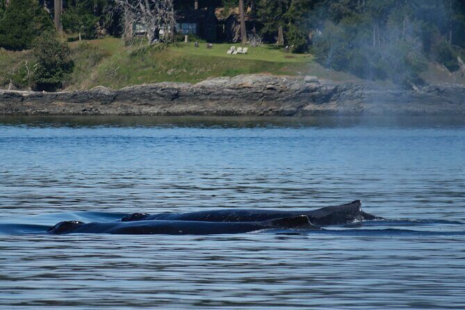Victoria Whale Watching Tour by Zodiac - Who this is perfect for, and who should reconsider