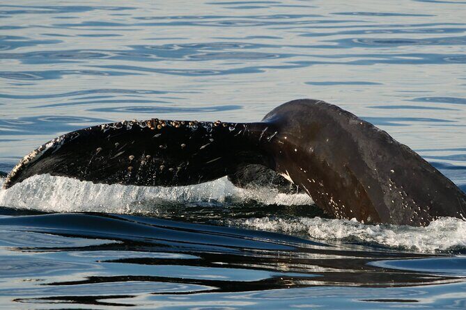 Victoria Whale Watching Tour by Zodiac - Should you book SpringTide Zodiac whale watching in Victoria?