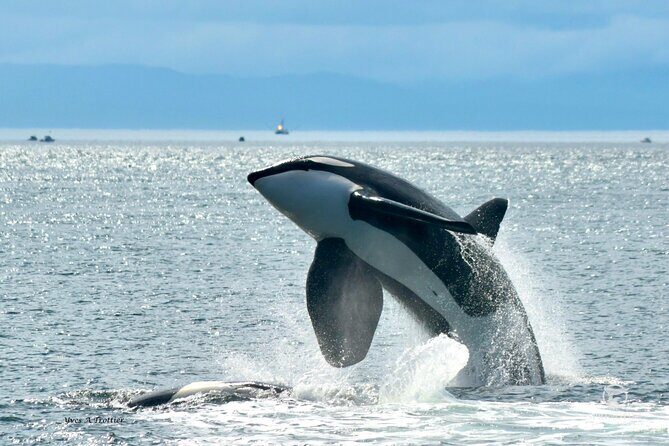 Victoria Whale Watching Tour by Zodiac - The Zodiac ride on the Salish Sea: fast, close to the surface, and thrilling