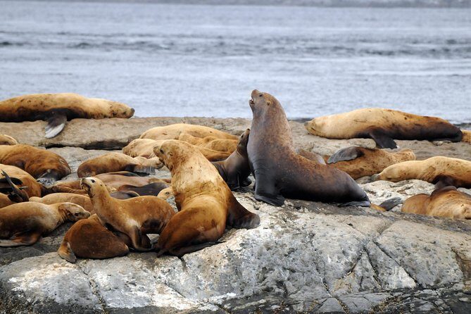 Victoria Zodiac Boat Whale Watching Adventure - Guides and captain skills: Why names keep showing up