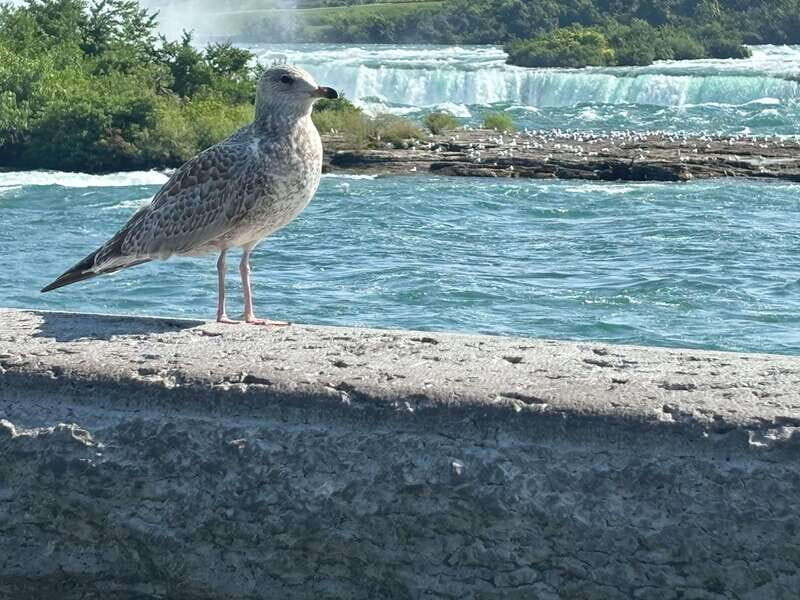 Walking Tour of Niagara Falls Canada and Hornblower Boat - Who this tour is best for (and when it might not be your pick)