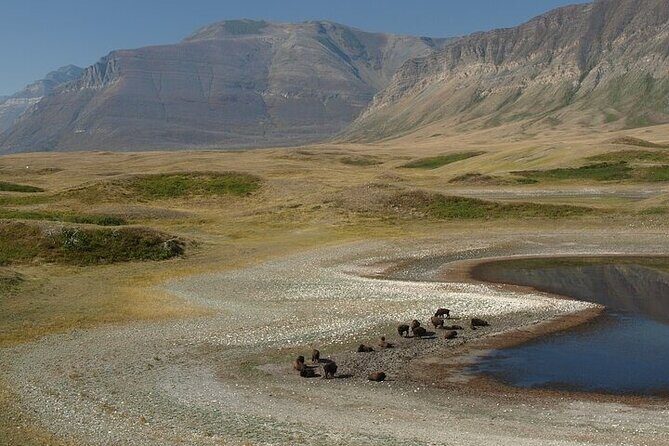 Waterton-Glacier International Peace Park | Be a Wildflower - Akamina Parkway (Cameron Lake Road): bighorn sheep country