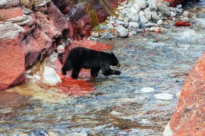 Waterton: Waterton Lakes National Park Tour from Calgary - Quick checklist before you go