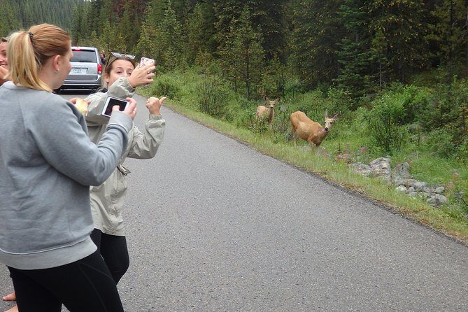 Welcome To Camping At Algonquin Park (2 Day) - Algonquin Camping From Toronto: a two-day plan that actually works
