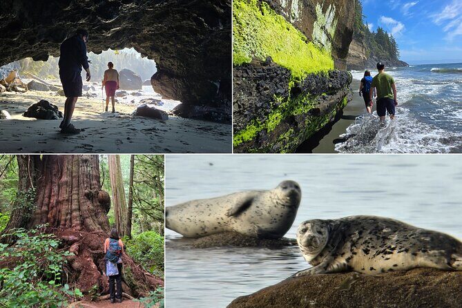 West Coast Wildlife Rainforest Waterfall and Beaches - Quick hits before you go