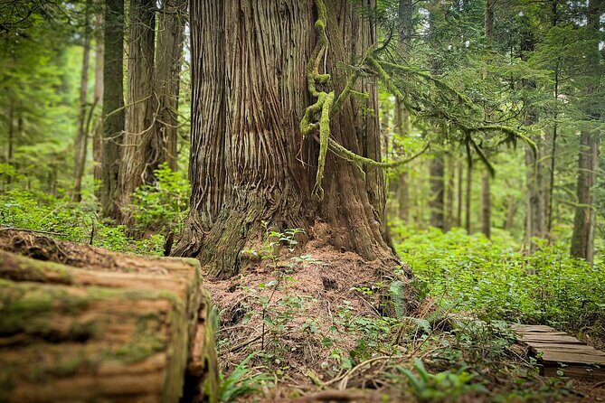 West Coast Wildlife Rainforest Waterfall and Beaches - Price, group size, and timing: what $239.45 really covers