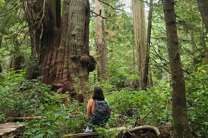 West Coast Wildlife Rainforest Waterfall and Beaches - Jurassic Grove in Juan de Fuca: stepping into ancient cedar country