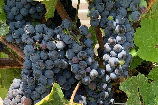 West Kelowna Full Day Wine Tour - More than wineries: spirits as a bonus stop