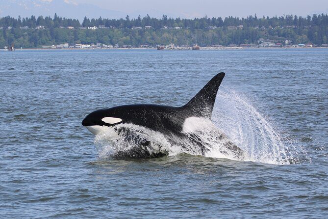 Whale Watching Adventure from Vancouver BC - Wildlife spotting game plan: whales, seals, porpoises, and seabirds