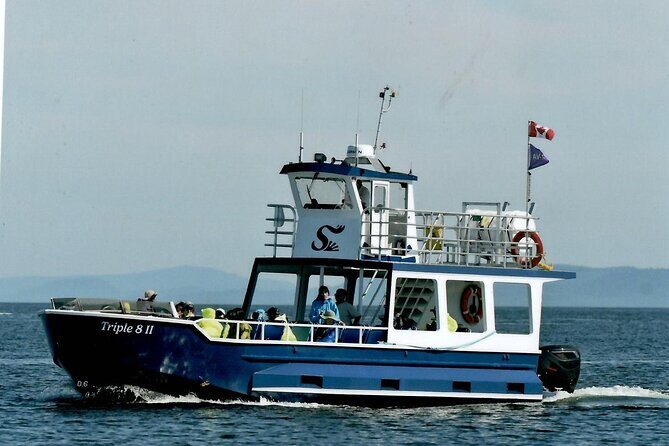 Whale Watching Adventure from Vancouver BC - Naturalist-led spotting: what Grace and the crew help you notice