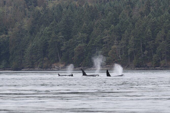 Whale Watching Adventure from Vancouver BC - Snacks, photos, and the little details that make the ride better