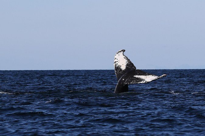 Whale Watching Adventure from Vancouver BC - Who should book this Vancouver whale watch?