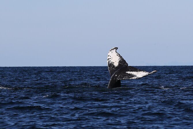 Whale Watching Adventure from Vancouver BC - Should you book Steveston Seabreeze Adventures whale watching?